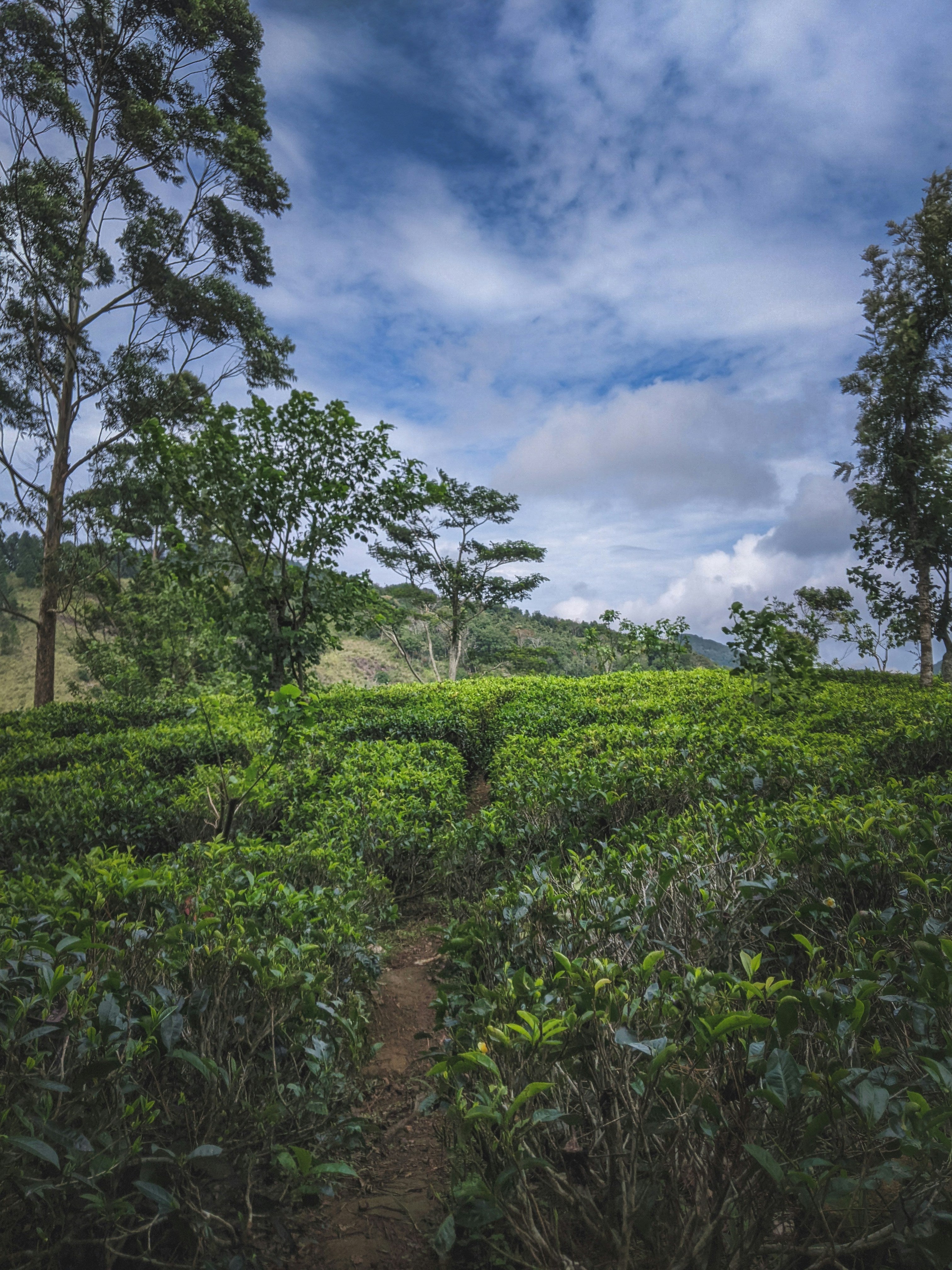 Teebaumöl Plantage