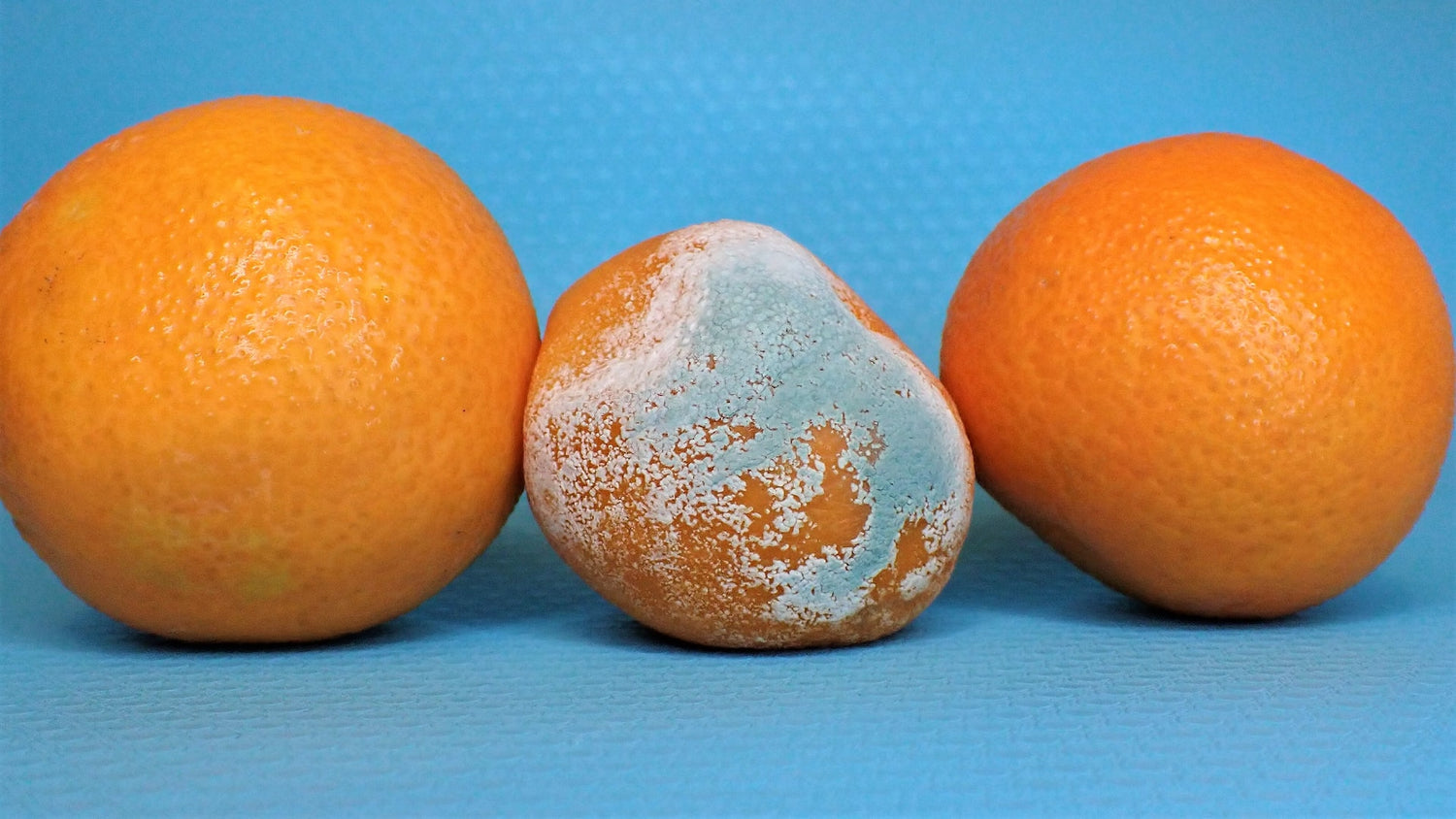 Drei Orangen mit Schimmel vor blauem Hintergrund